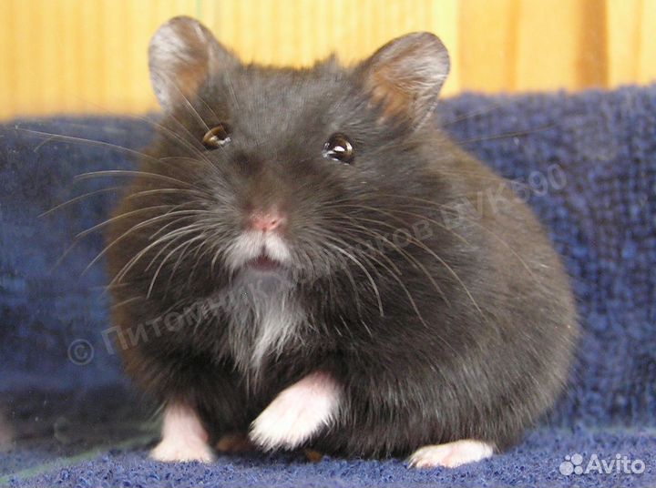 Хомячок с белым галстучком и носочками (питомник)