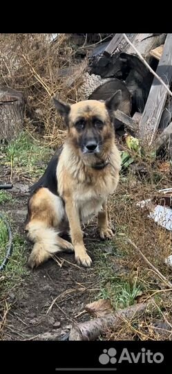 Щенки алабай и немецкой овчарки