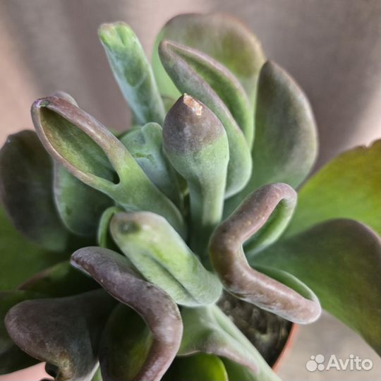 Каланхоэ Оракула ушки шрека