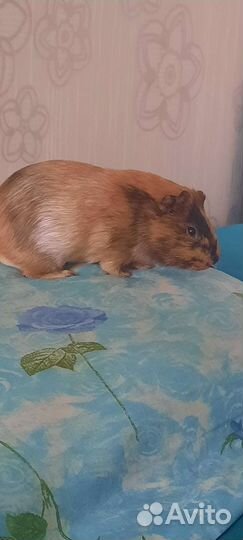 Морская свинка мальчик