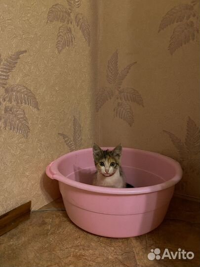 Трехцветный котенок