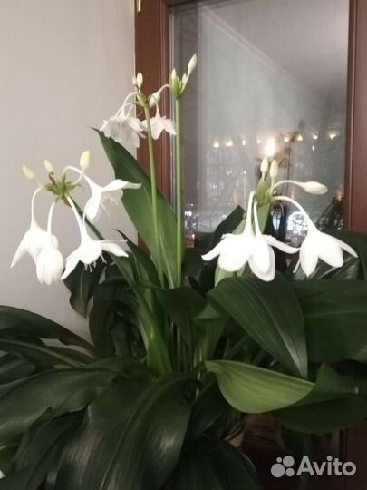 Эухарис амазонская лилия