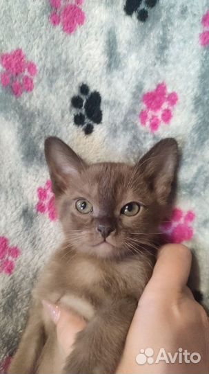 Котята