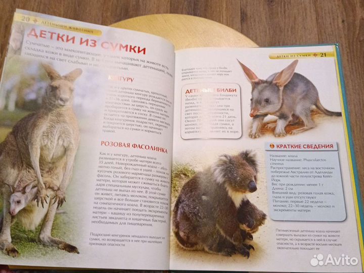 Детская энциклопедия про животных для детей 3+