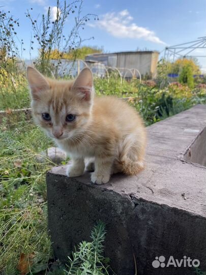 Котята в добрые руки
