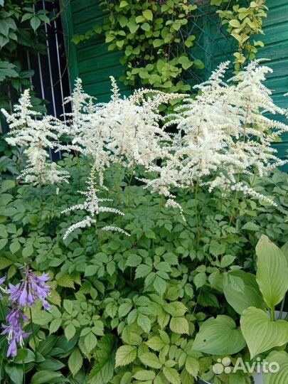 Растения для открытого грунта