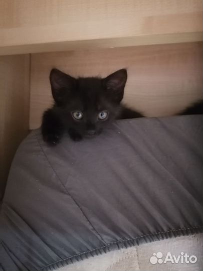 Котёнок в самые добрые ручки