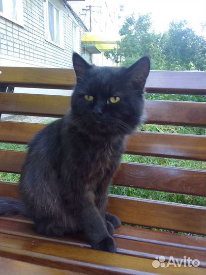 Черный, умный, красивый