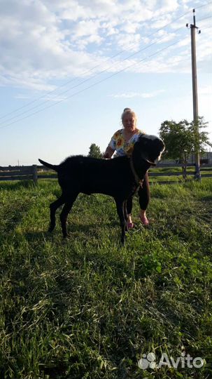 Козел на вязку