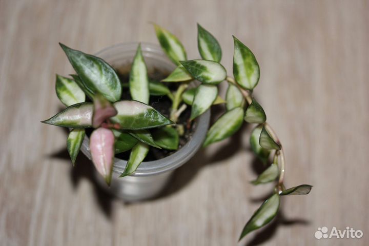 Хойя Lacunosa variegated