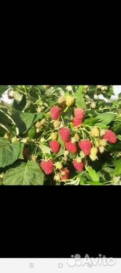 Саженцы малины