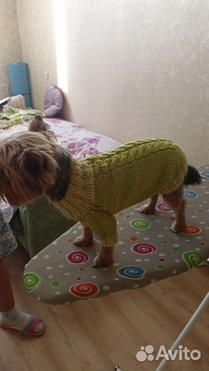 Одежда для собак мелких пород