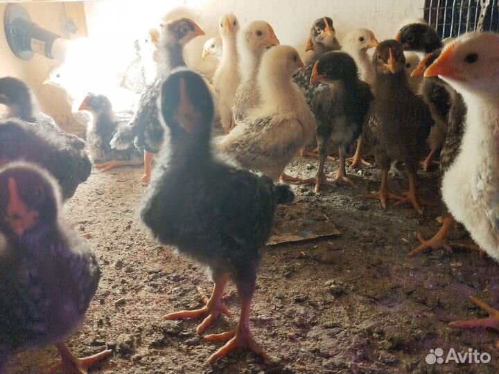 Цыпленок месячный