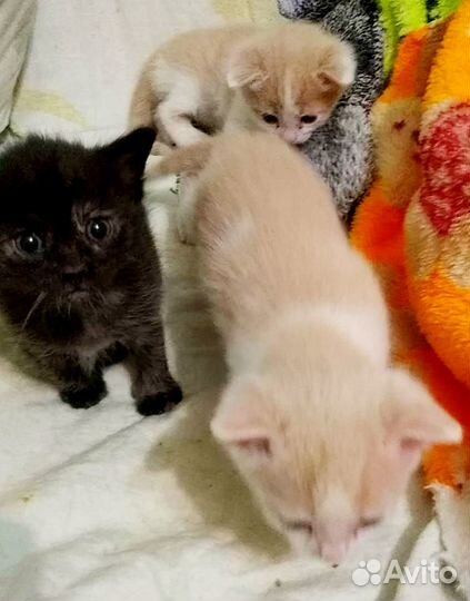 Котята даром