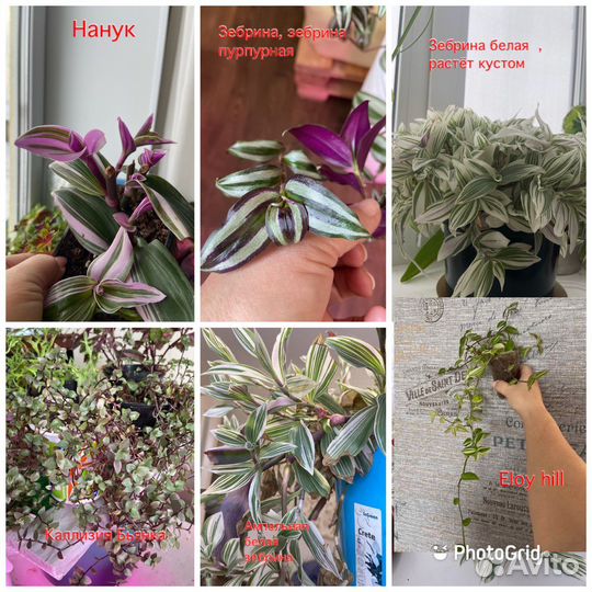 Традесканции