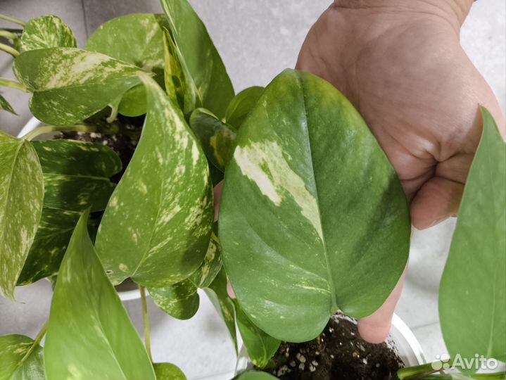 Эпипремнум пиннатум еллоу вариегатный