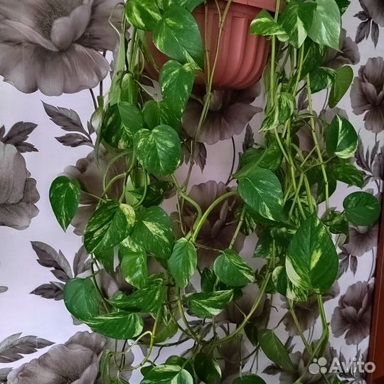 Сциндапсусы