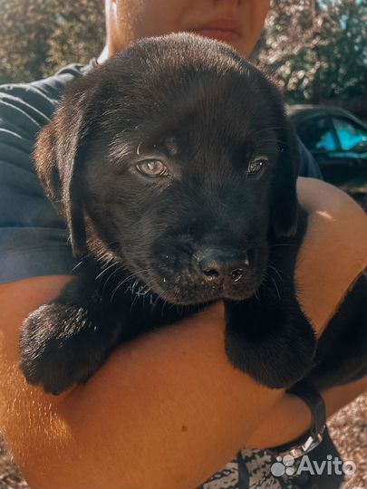 Щенки лабрадора