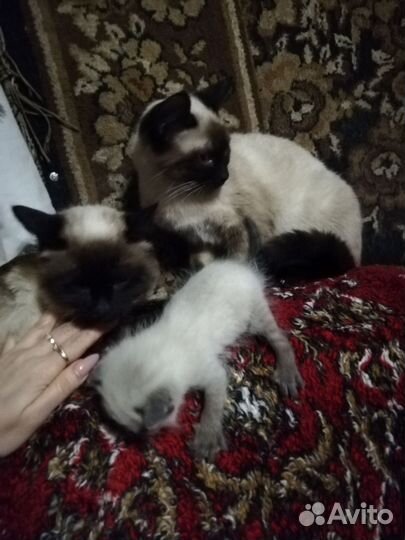 Сиамская кошечка