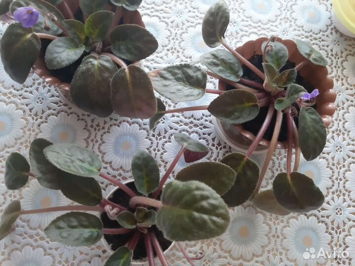 Фиалка молодая