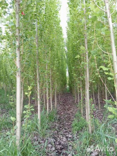 Тополь пирамидальный колоновидный без пуха