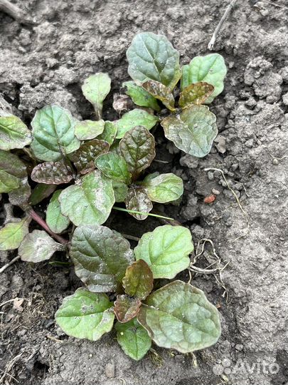 Почвопокровники