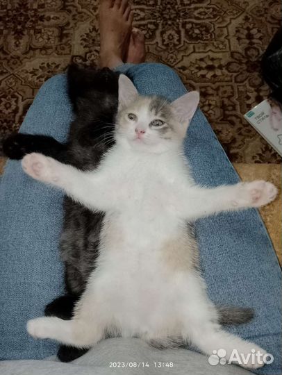Котята в добрые руки бесплатно