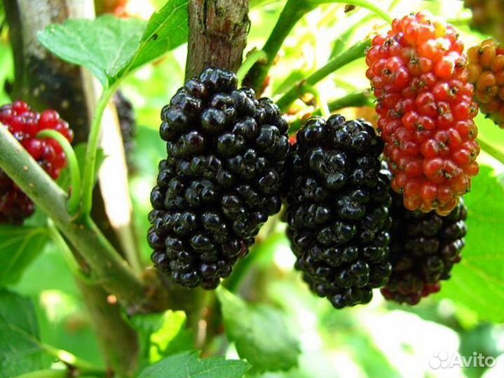 Саженцы шелковицы