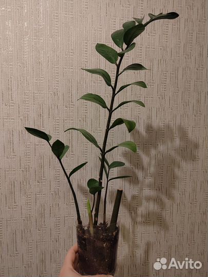 Замиокулькас