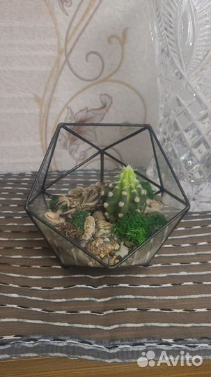 Флорариум с кактусами