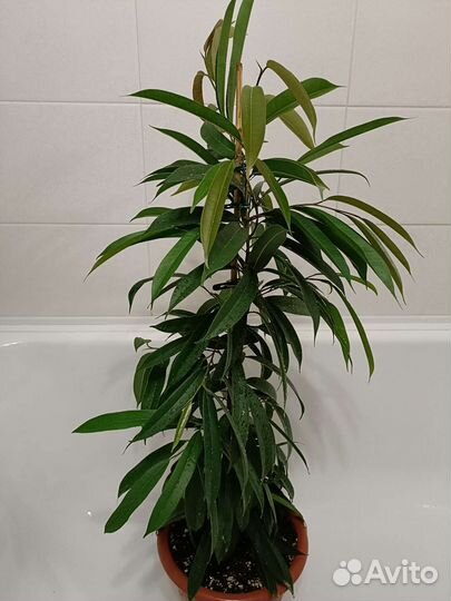 Фикус Амстел Кинг