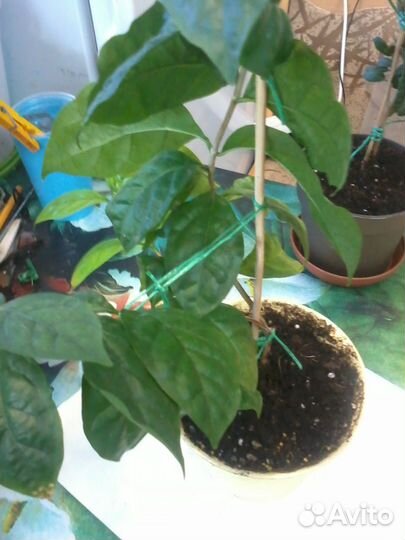 Псилантус бенгальский- ароматная экзотика