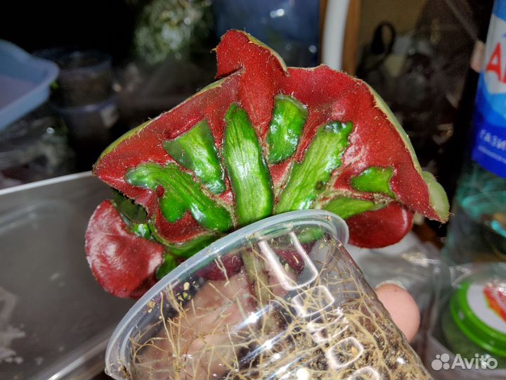 Бегония Windows