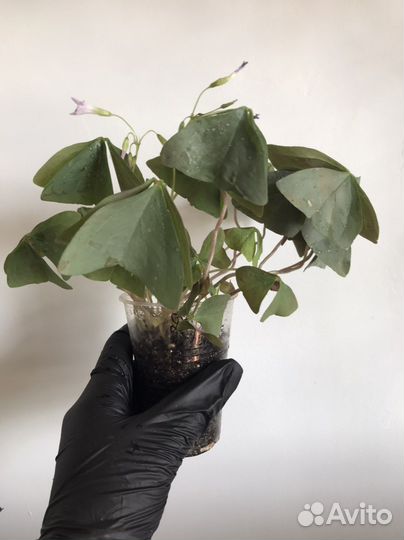 Кислица Оксалис Дороти Чао корея