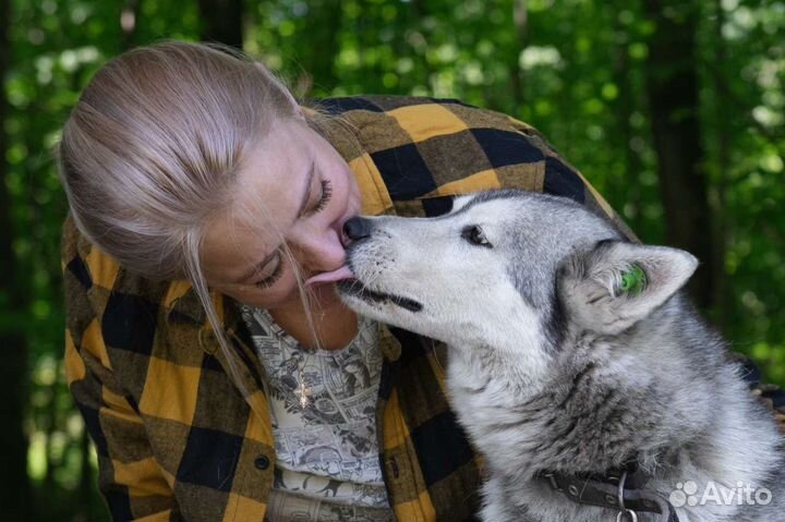 Собака Альфина, около 4 лет, контактная