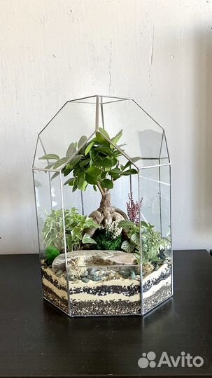 Флорариум Бонсай Фикус
