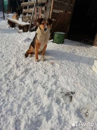 В добрые руки