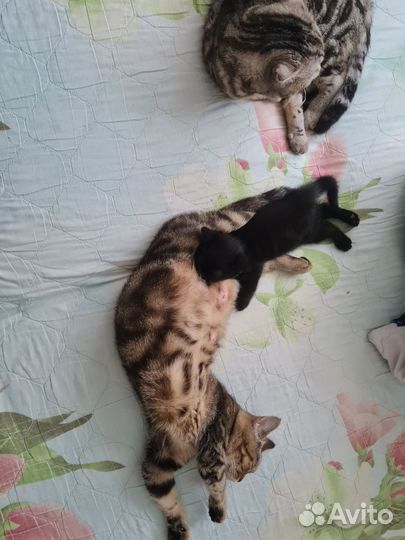 Шотландский котёнок