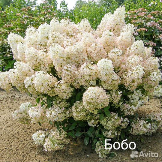 Декоративный кустарник гортензия Бобо