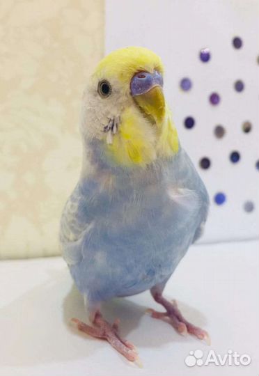 Волнистый попугай ручной