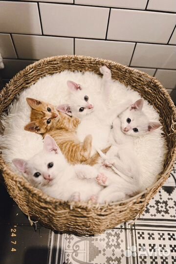 Котята