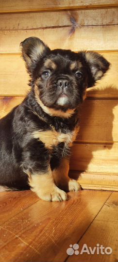 Французский бульдог, флаффи