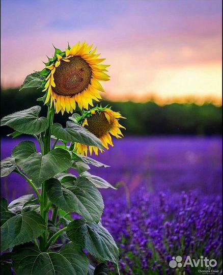 Семена подсолнечника нс Х 6006 экспресс