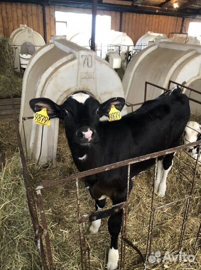 Бычки телята