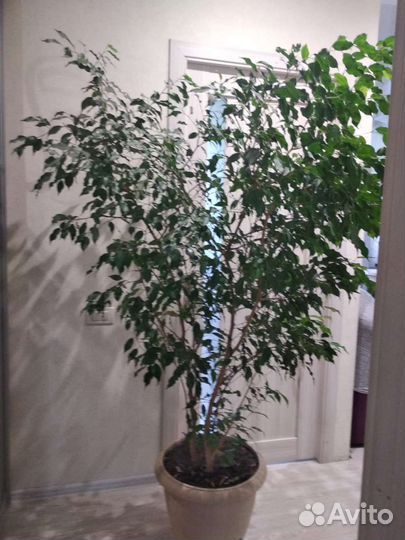 Фикус бенджамина большой