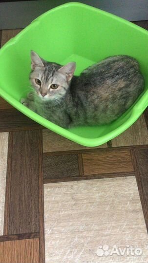 Кошечка в добрые руки