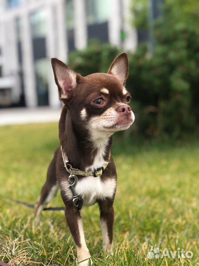 Вязка кобель чихуахуа