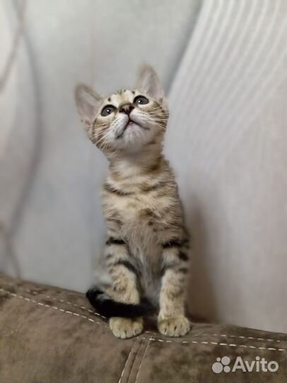 Отдам пушистый комочек счастья в добрые руки