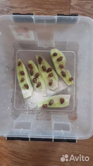 Улитки ахатины бесплатно