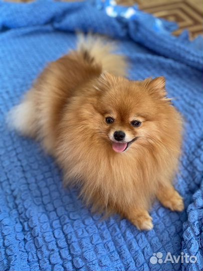 Шпиц мини девочка вязка